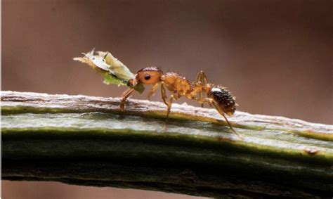 家中螞蟻變多 家族名稱取什麼